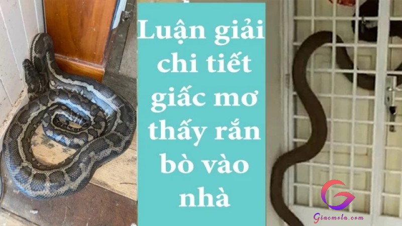 Mơ thấy rắn rắn bò vào nhà ẩm ướt