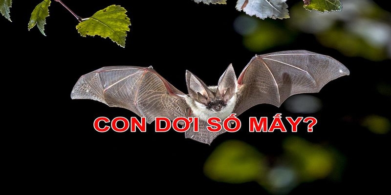 Con dơi số mấy? Ý nghĩ về giấc mơ có dơi trong cuộc sống