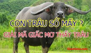 Con trâu số mấy - Giải mã giấc mơ thấy trâu