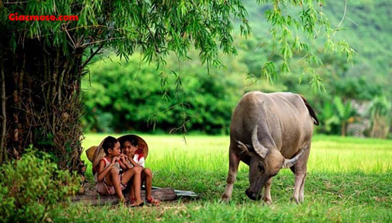 Chiêm bao thấy đi chăn trâu