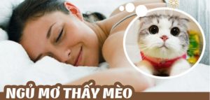 Mơ thấy mèo đánh con gì - con số nào là may mắn 