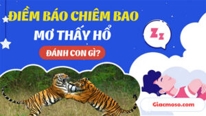 Nằm mơ thấy hổ đánh con gì trúng lớn, thắng đậm