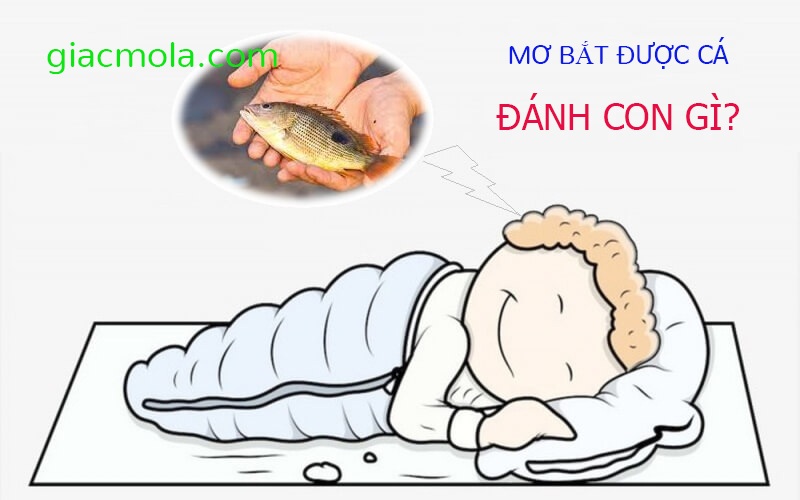 Mơ bắt được cá đánh con gì?