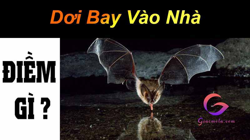 Dơi bay vào nhà điềm gì, may mắn không