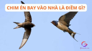 Chim yến bay vào nhà đánh con gì?