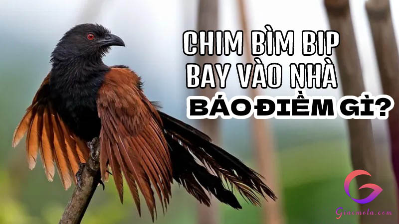 Con Bìm bịp bay vào nhà là điềm gì?