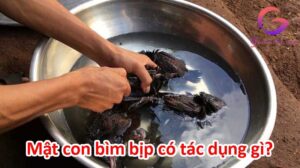 Mật con bìm bịp có tác dụng gì? Và một số lưu ý khác