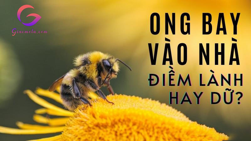 Ong bay vào nhà có tốt không?