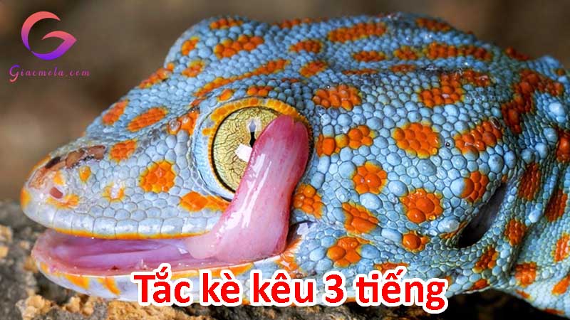 Tắc kè kêu 3 tiếng là điềm gì? Đánh con gì?