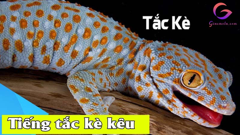 Tắc kè kêu 3 tiếng là điềm gì?