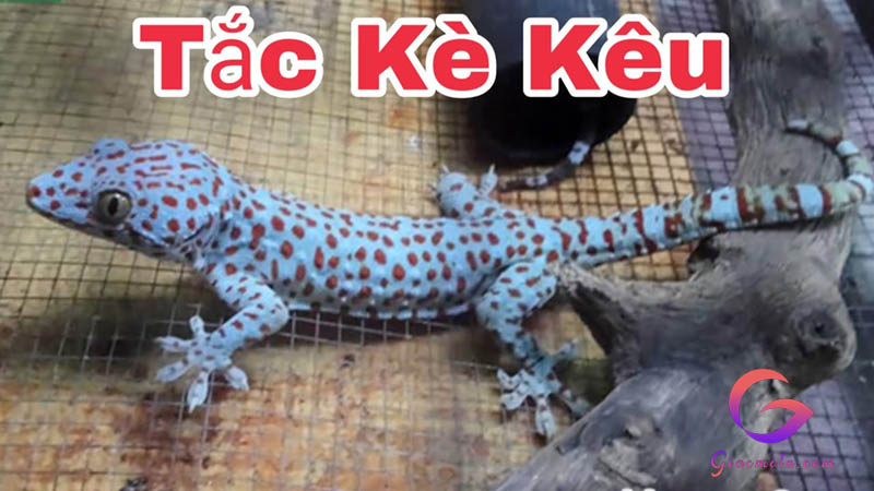 Tắc kè kêu 4 tiếng đánh con gì?