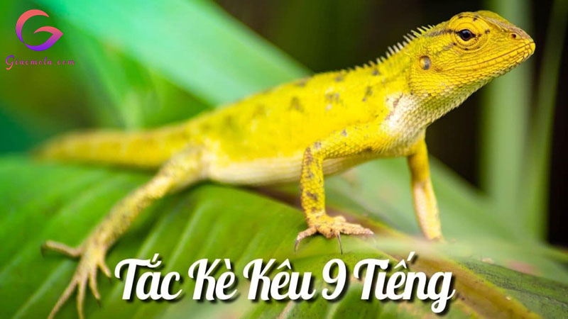 Tắc kè kêu 9 tiếng liên tục điềm gì? Đánh con gì?