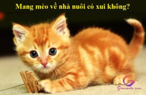 Nuôi mèo có xui không và những lưu ý khi nuôi mèo