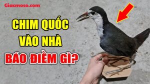 Chim Quốc bay vào nhà đánh con gì? Điềm báo tốt hay xấu?