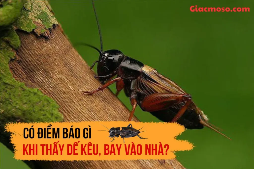 Con dế vào nhà điềm báo tốt hay xấu? Đánh con gì may mắn