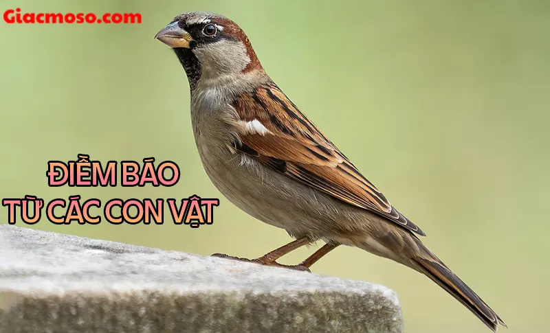 Điềm báo từ các con vật vào nhà may mắn, xui xẻo cần biết