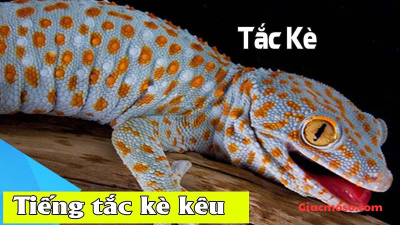 Giải mã tiếng tắc kè kêu 2 tiếng