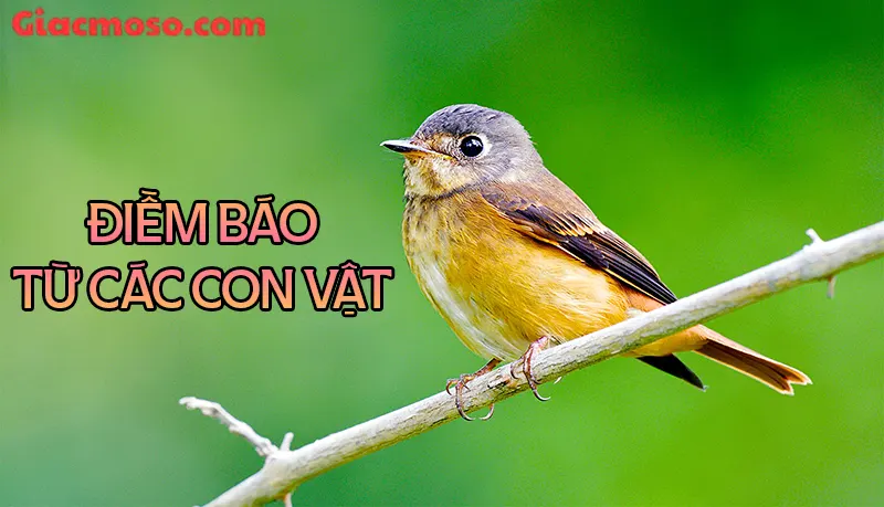 Nằm mơ thấy con vật báo hiệu điềm gì?