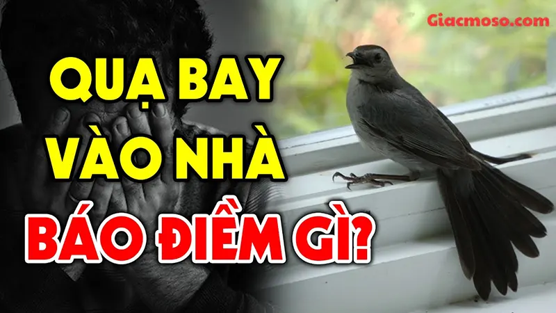 Quạ bay vào nhà điềm báo gì? Giãi mã các con số đánh lô