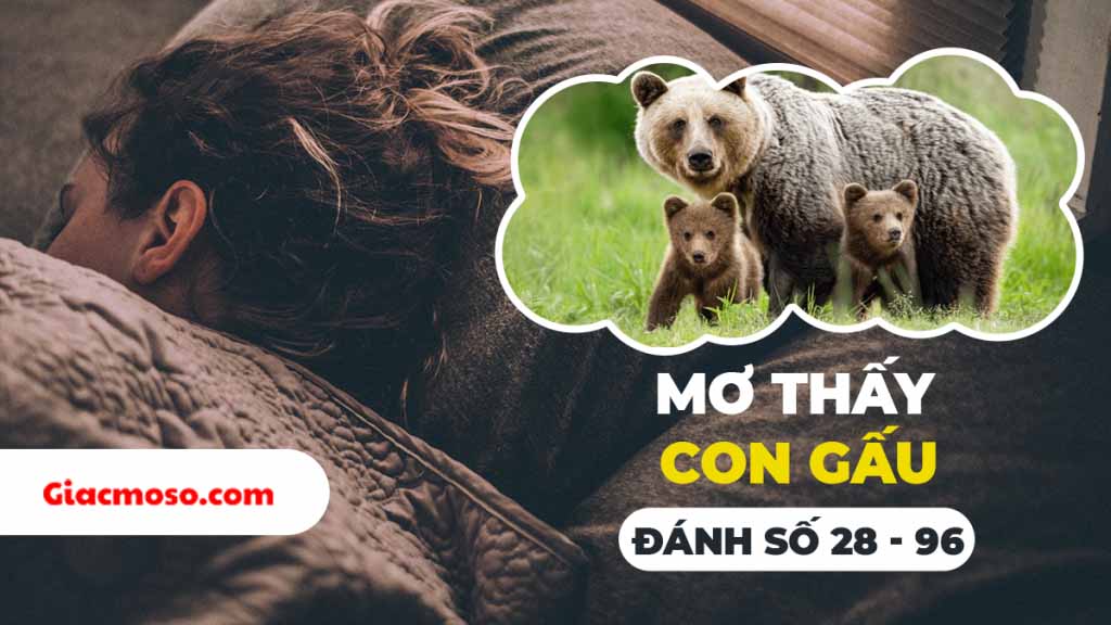 Nằm mơ thấy gấu điềm báo gì? Ý nghĩa của từng con số