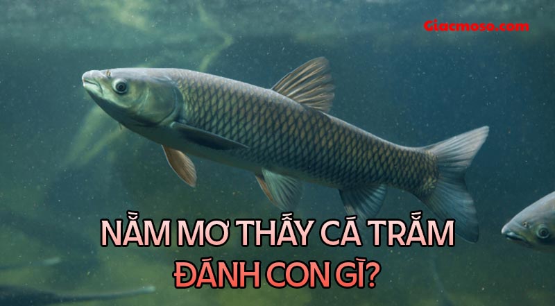 Nằm mơ thấy cá trắm đánh con gì? Điềm báo lành hay dữ?