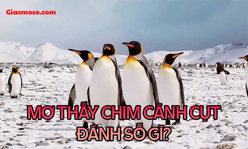 Nằm mơ thấy Chim Cánh Cụt mang đến điềm báo gì?