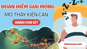 Nằm mơ thấy kiến cắn đánh số mấy? Ý nghĩa cho từng điềm báo