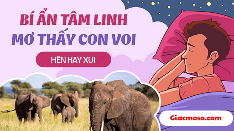 Giải mã nằm mơ thấy voi hên hay xui? Con số cụ thể