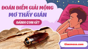 Thấy gián là điềm gì? Giải mã giấc mơ thấy gián?